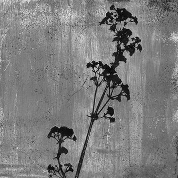 Botanische illustratie in retrostijl in zwart-wit van Dina Dankers