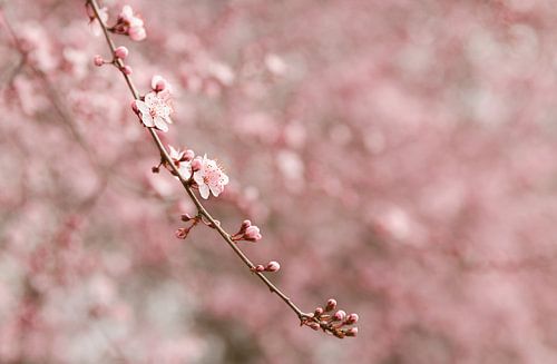 Zacht roze kersen bloesem