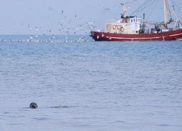 Zeehond en vissersboot van Hanney Bruijn Fotografie