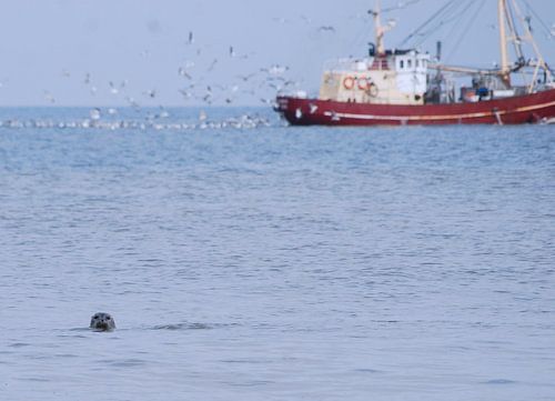 Zeehond en vissersboot