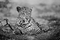 leopard black white