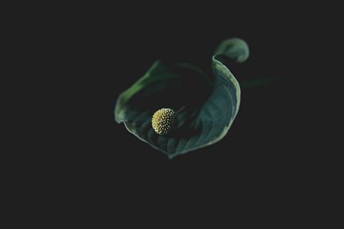 Hosta
