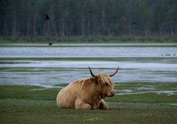 Scottish Highland Cow Lying in the Marsh
