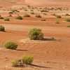 Groen in de woestijn van Anita Loos