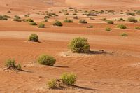 Green in the desert
