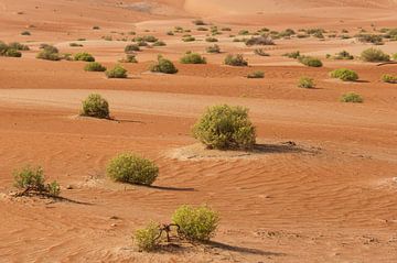 Groen in de woestijn van Anita Loos