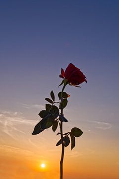 Een rode roos in de zonsondergang van Denny Gruner