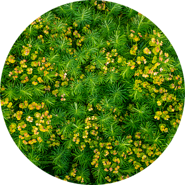 Wolfsmelk Euphorbia - achtergrondpatroon plant