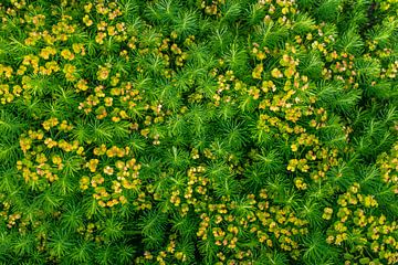 Wolfsmelk Euphorbia - achtergrondpatroon plant van Mixed media vector arts
