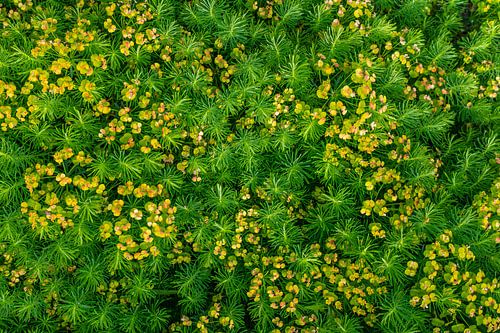 Wolfsmelk Euphorbia - achtergrondpatroon plant