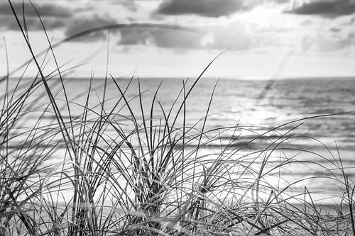 Duin Jutland BW