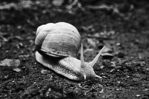 Weinbergschnecke schwarz-weiß