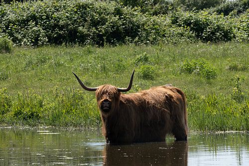 Schotse Hooglanders