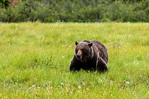 Wilder Grizzlybär in Kanada
