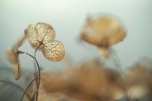 Feuilles d'hortensia mûres en hiver