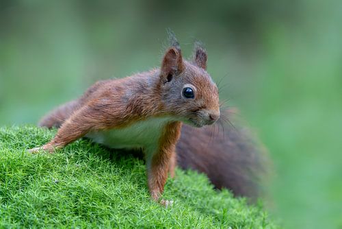 Nieuwsgierige eekhoorn in het bos.