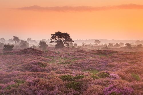 Flowering heather with fog on the horizon