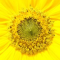 Sonnenblume