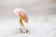 Dune french hat mushroom by Judith Borremans thumbnail