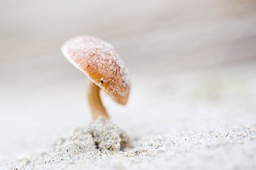 Dune french hat mushroom by Judith Borremans