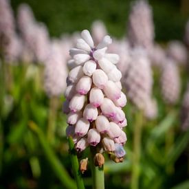 Weiße Weintraube im Keukenhof von Matthijs Noordeloos