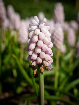 Weiße Weintraube im Keukenhof von Matthijs Noordeloos