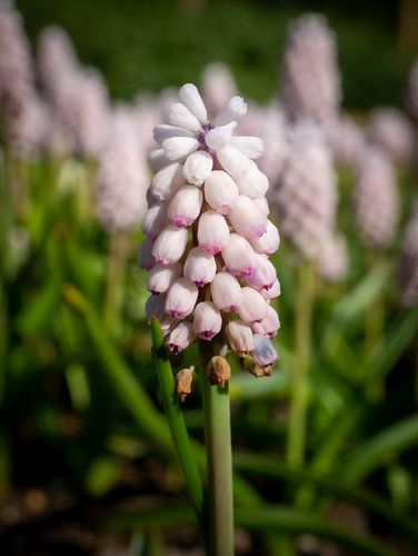 Witte druif in de keukenhof
