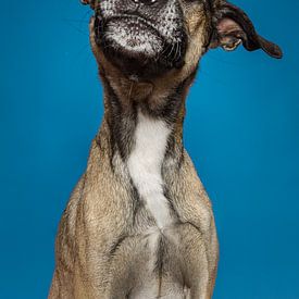 Wolffe Honden van Patrick Reymer