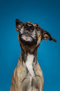 Chiens de Wolffe