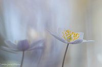 Mysterious wood anemone