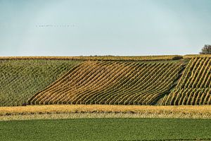 Vignes Maastricht sur Aron Nijs