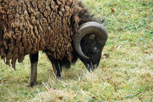 schaap bruin