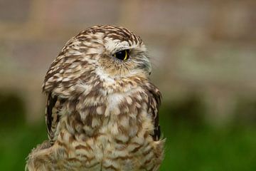 Photo de profil en gros plan d'une chouette pygmée.