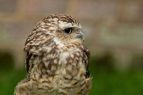 Close-up profiel foto van een dwerg uil.
