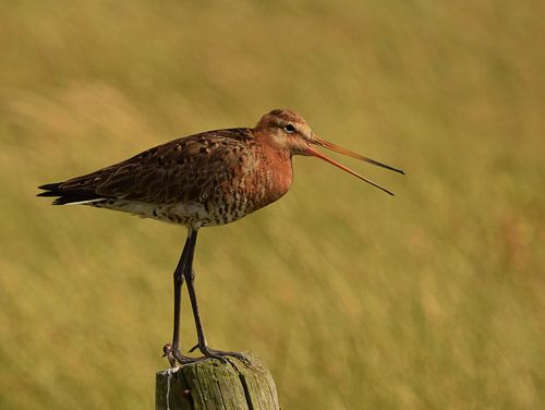 Grutto's op Terschelling