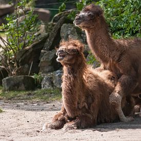 chameau : Zoo de Blijdorp sur Loek Lobel