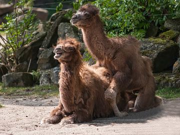 kameel : Diergaarde Blijdorp van Loek Lobel