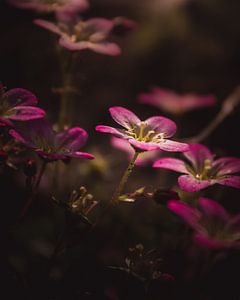 Little pink flowers dark & moody van Sandra Hazes