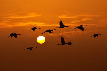 Kraanvogels vliegen in de lucht tijdens de zonsondergang