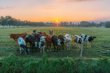 Eine Landschaft mit friedlich grasenden Kühen auf einer grünen Weide am Morgen. von tim xhofleer