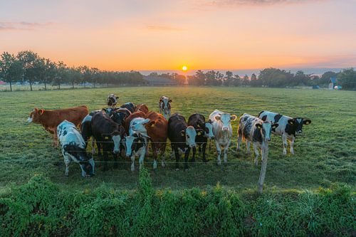 Een landschap met koeien die 's ochtends rustig grazen in de groene weide.