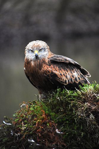 Red kite - bird