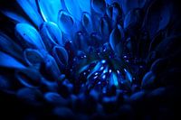 The Blue Dahlia