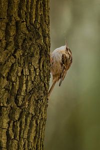 De Boomkruiper in de herfst