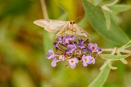 Buxusmot op vlinderstruik van Johan Slagers