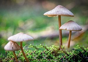 Porzellan zwammetjes im Herbst