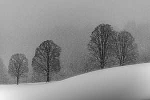 snow white, Andy Dauer by 1x