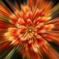 Blumenspritzer rot-gelbe Tulpen