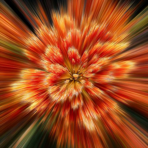 Floral splash red yellow tulips