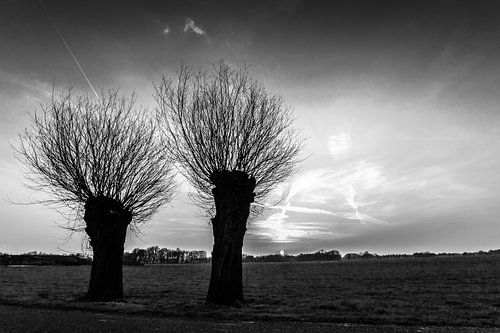 Knotwilgen zwart/wit